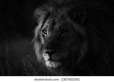 A male lion is seen in Okavango Delta on 24 May 2023 - Shutterstock ID 2307602501