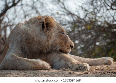 A Male Lion seen on a safari in South Africa - Shutterstock ID 1853594569