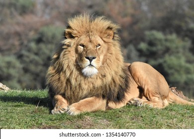 Male Lion Sitting