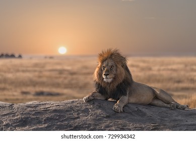 A male  lion is sitting on the rock , looking for his area  during the sunrise. - Powered by Shutterstock