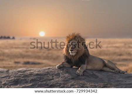 A male  lion is sitting on the rock , looking for his area  during the sunrise.