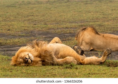 Male Lion Sleeping On Its Back