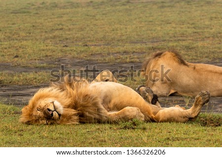male lion sleeping on its back