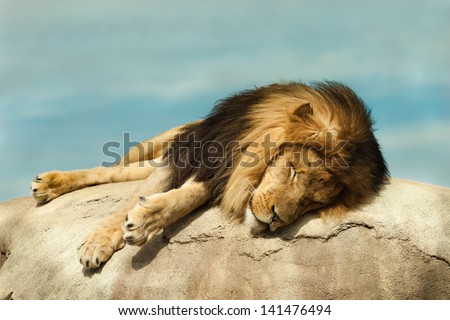 Male lion sleeping on a large rock/boulder.