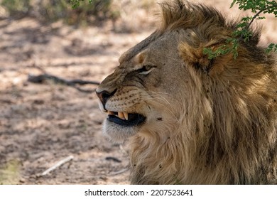 Male Lion Snarl Showing Teeth