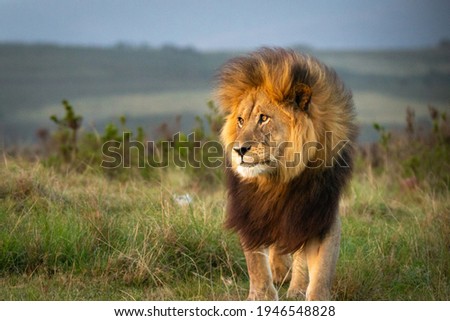 Male lion in South Africa walking through grass and observing the environment
