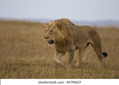 Male Lion Stalking