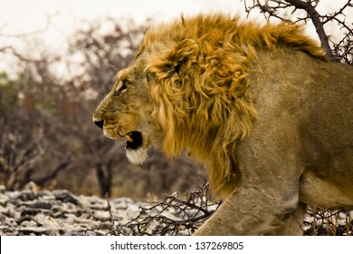 A Male Lion Stalking Prey