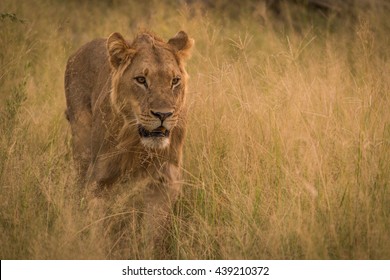 Male Lion Stalking Prey In Long Grass