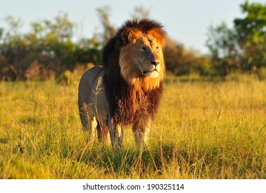 Male Lion Standing