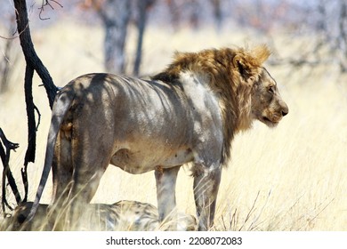 Male Lion Standing After Just Mating - With A Bright Yellow Gras Background In Etosha National Park