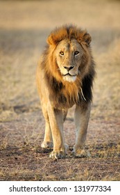 Male Lion Standing Up Front.