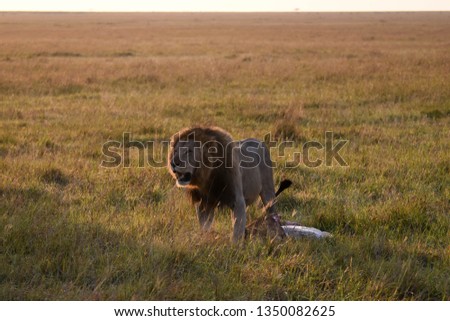 Male Lion standing with his dead prey in the Masai Mara Game Reserve, Kenya, Africa
