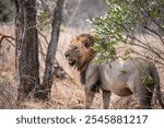 Male lion standing next to a tree looking for his coalition partner