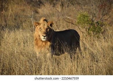 Male Lion Standing Watch Over His Territory