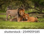 Male lion stands by two others lying