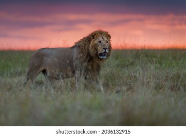 Male lion at sunrise in Masai Mara, Kenya