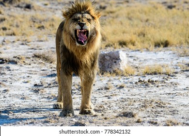 Male Lion Trying To Be Fierce