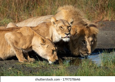 Männliche Löwe und zwei Löweninnen krönen sich auf einen niedrigeren Niveau, um Wasser in der späten Nachmittagssonne in Ndutu Tansania zu trinken