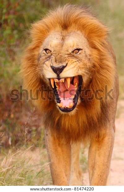 lion growl hump