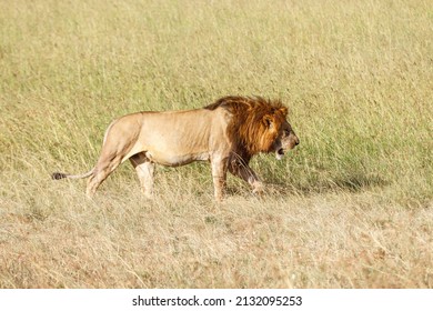 Male lion walk in the grassland in Africa
