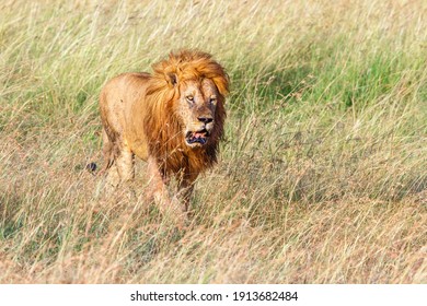 Lion Savane Images Stock Photos Vectors Shutterstock