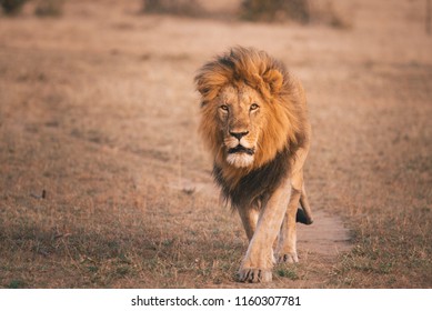 Male Lion Walking