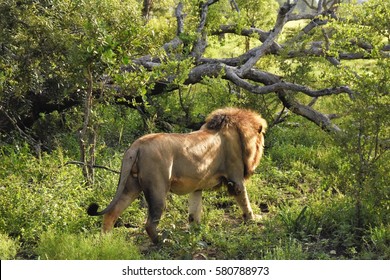 Male Lion Walking Away 