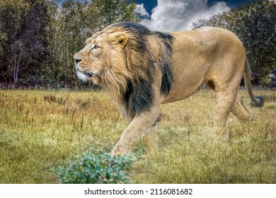 A Male Lion Walking Through Tall Grass