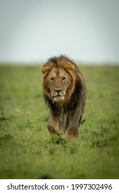 Male lion walks over grass eyeing camera