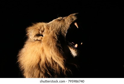 Male Lion Yawn At Night