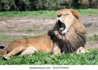 A male lion yawning after a meal at safari park in Israel - Powered by Shutterstock