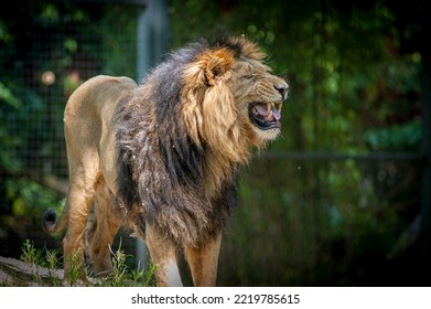 Male Lion Zoo Enclosure Bares His Stock Photo 2219785615 | Shutterstock