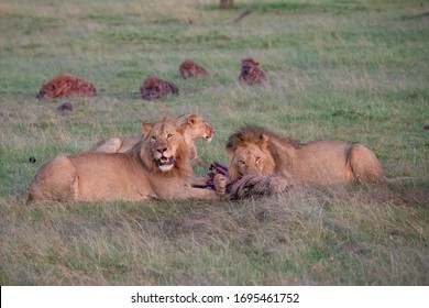 Male Lions At A Wildebeest Kill Watched By Hyenas