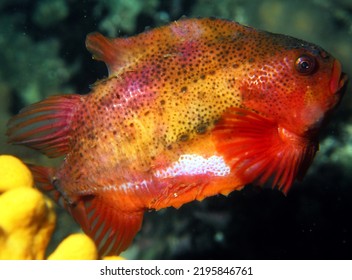 Male Lump Sucker (also Known As Lumpfish) Orange Red Colour Is Displayed During Mating Season And This Fish Is Likely Guarding His Eggs