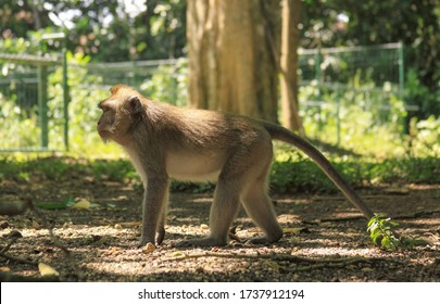 Male Macaque Full Body Profile At Ubud Monkey Forest, Bali, Indonesia