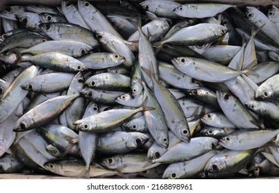 Male Mackerel Rastrelliger Kanagurta Species Marine Stock Photo ...