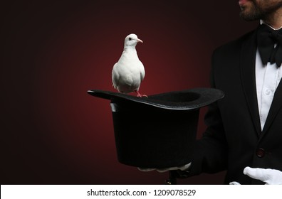 Male magician showing tricks with hat and white pigeon on dark background - Powered by Shutterstock