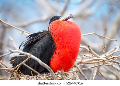 Male Magnificent Frigate bird (Fregata magnificens) with inflated throat pouch on North Seymour Island, Galapagos National Park, Ecuador