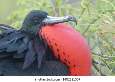 Magnificent Frigate Bird High Res Stock Images Shutterstock