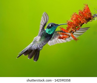 Male Magnificent Hummingbird