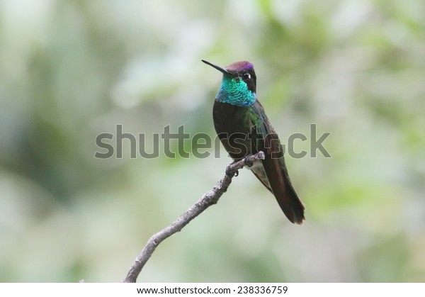 Male\
Magnificent Hummingbird (Eugenes fulgens) on a\
perch