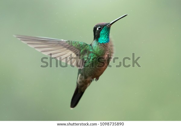 Male\
Magnificent Hummingbird in flight, in the rain\
