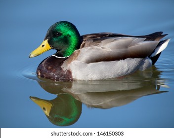 Male Mallard