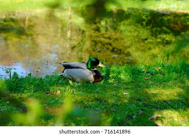 A Male Mallard, Anas Platyrhynchos, Resting And Soaking Up The Late Evening Summer Sun In A Cotswold Park And Garden, Near Painswick, Gloucestershire, England, UK