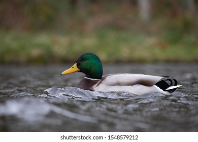 Canard Colvert Images Stock Photos Vectors Shutterstock