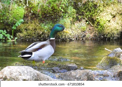 Male Mallard Duck