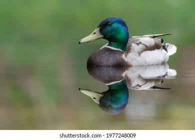 Male Mallard duck (Anas platyrhynchos) swimming on lake surface in the Netherlands. Perfect reflection.            - Powered by Shutterstock