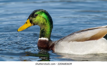 Male Mallard Duck - Anas Platyrhynchos - Drake With Green Head With Water Droplets On Face Swimming In Water