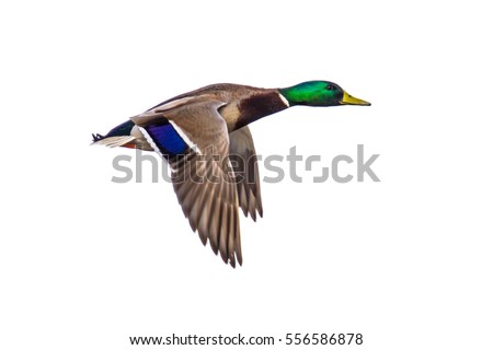 Male Mallard duck (Anas platyrhynchos) flying on white background with clipping path